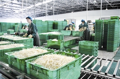小豆芽做出“大文章” 生活日用品