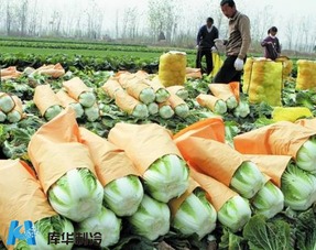 果蔬滞销危机 农产品冷库与冷链能否力挽狂澜