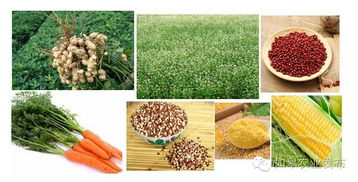 世界长寿乡特色农产品登陆上海 市民尽享健康美味