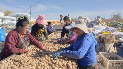 农产品专业合作社 村民致富快车道的引擎
